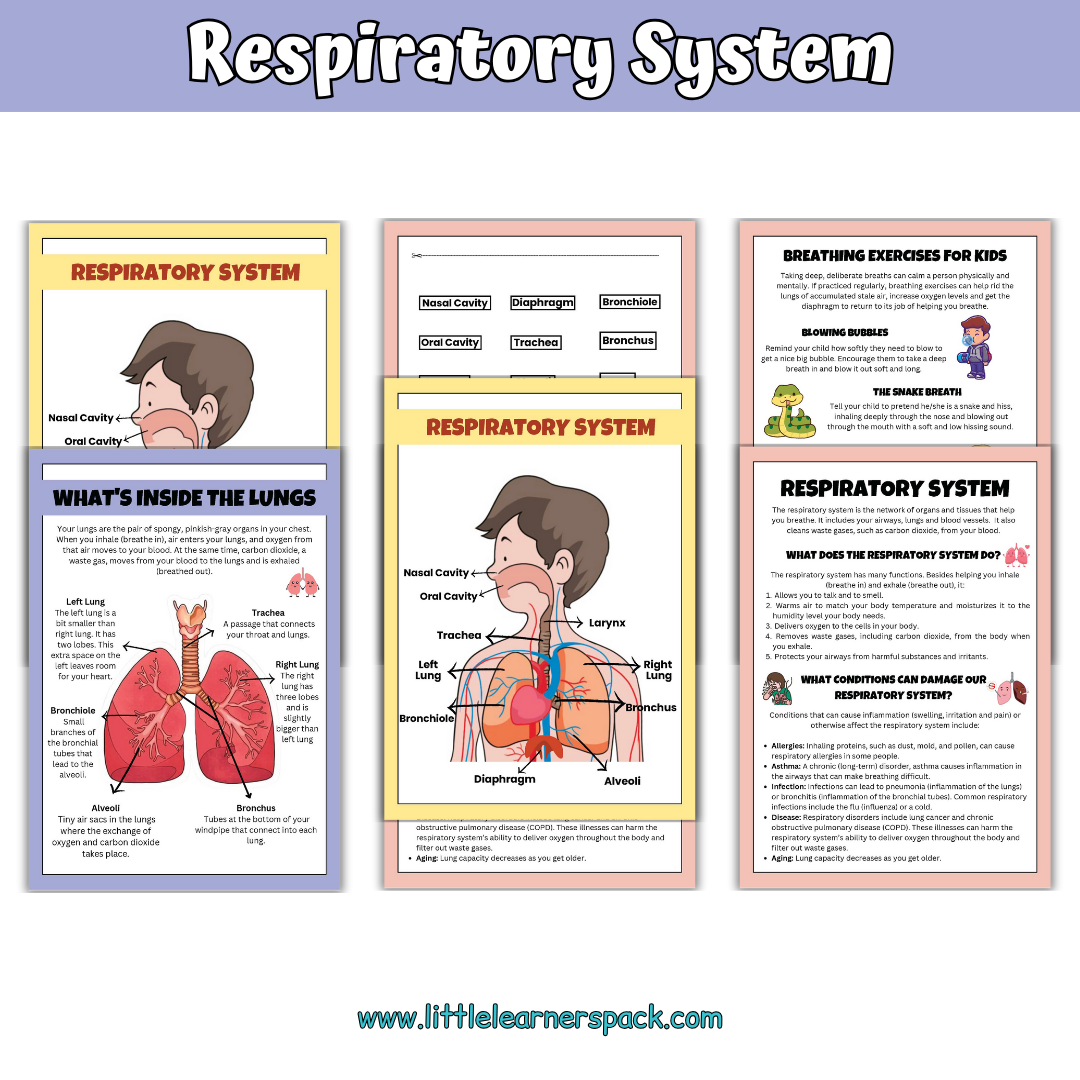 Human Anatomy Book with 200+ Worksheets - Printable Preschool Busy Book