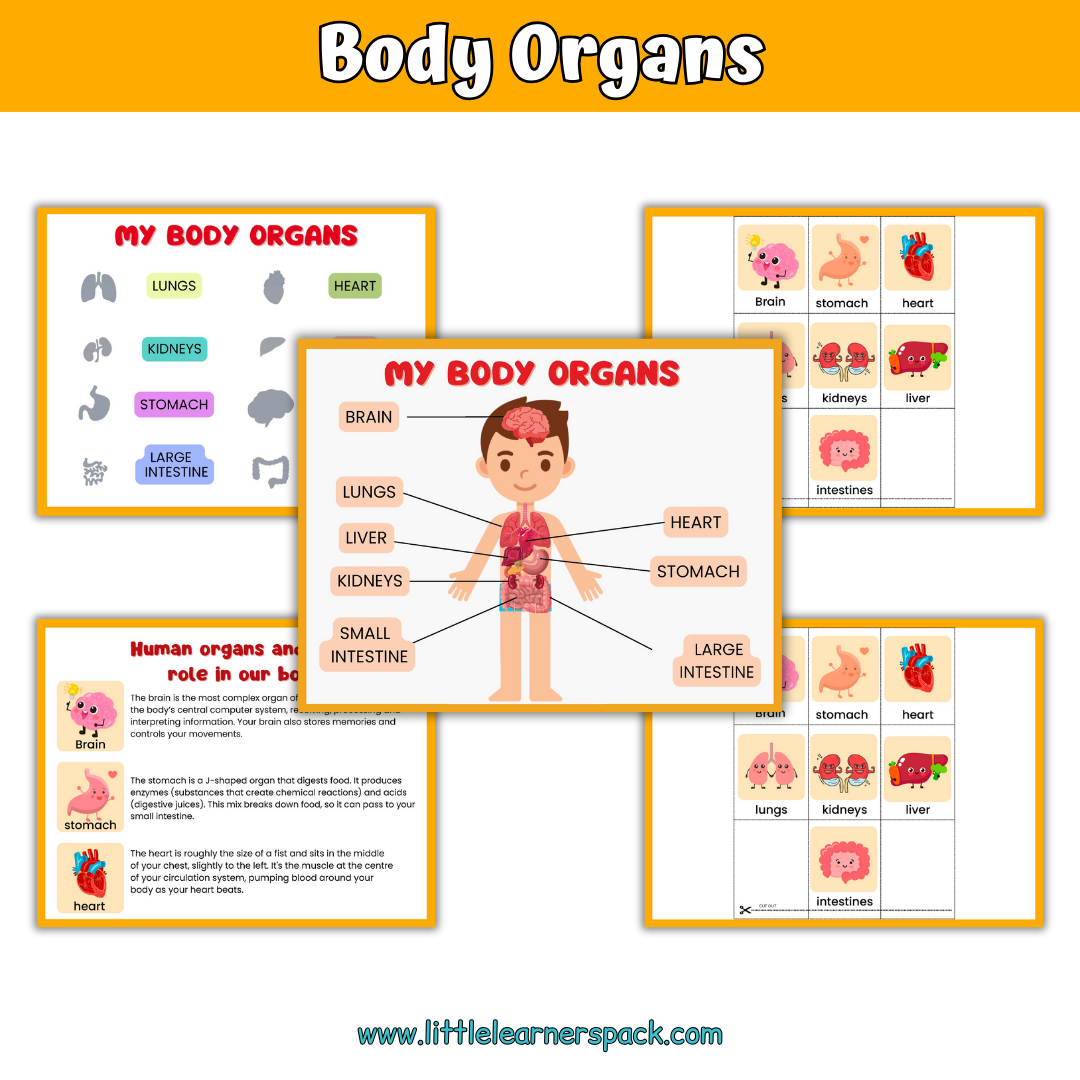 Human Anatomy Book with 200+ Worksheets - Printable Preschool Busy Book