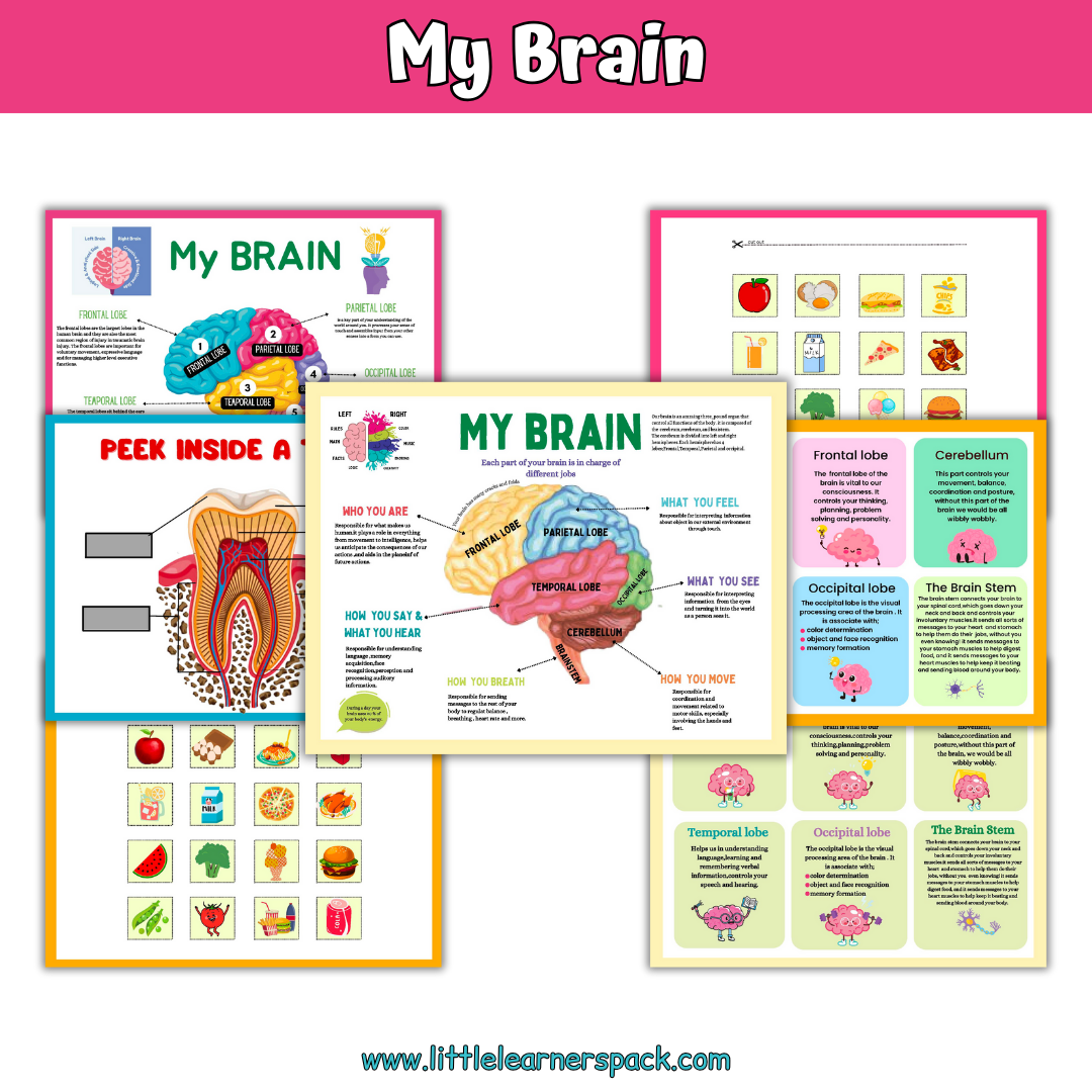 Human Anatomy Book with 200+ Worksheets - Printable Preschool Busy Book