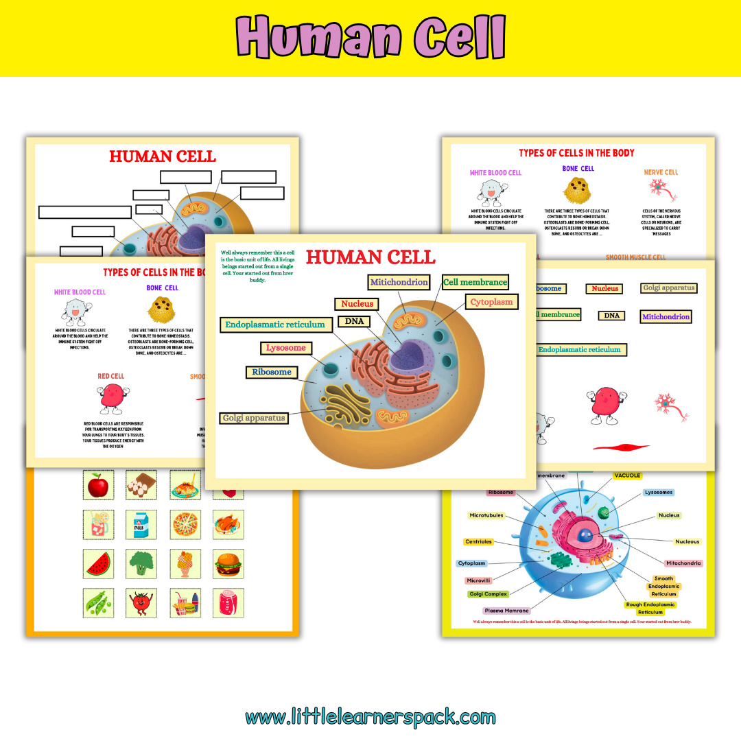 Human Anatomy Book with 200+ Worksheets - Printable Preschool Busy Book