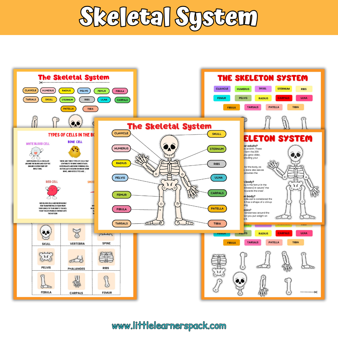 Human Anatomy Book with 200+ Worksheets - Printable Preschool Busy Book